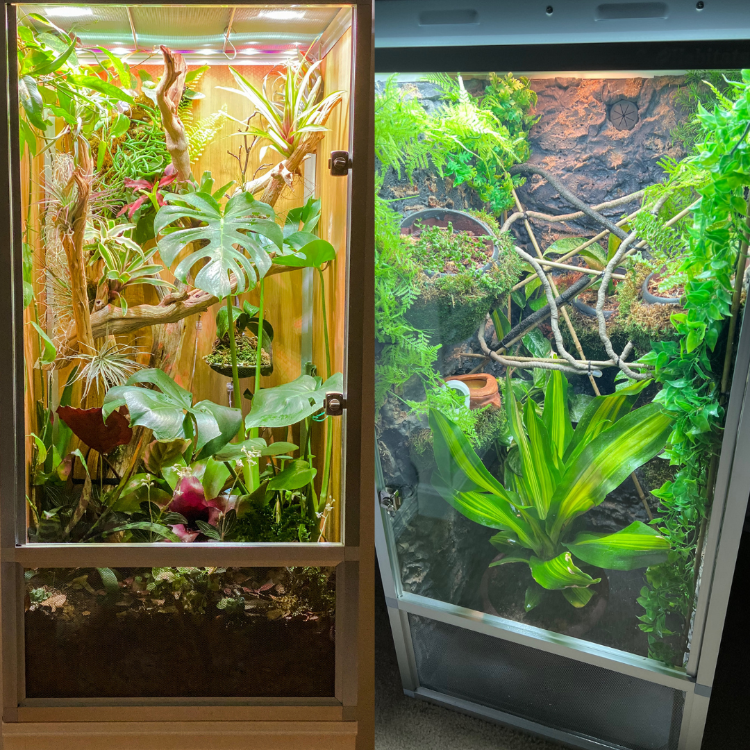 2'x2'x4' Reptile Enclosure - The Zen Habitat 3.0