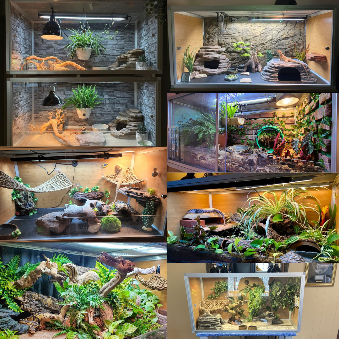 4'x2'x2' Reptile Enclosure - The Zen Habitat 3.0